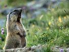 Marmotta Pigra